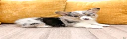 Welsh Corgi Pembroke dogs for sale: Maverick - Ad 3