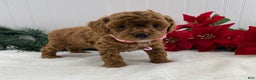 Toy Poodle dogs for sale: Tina - Ad 1