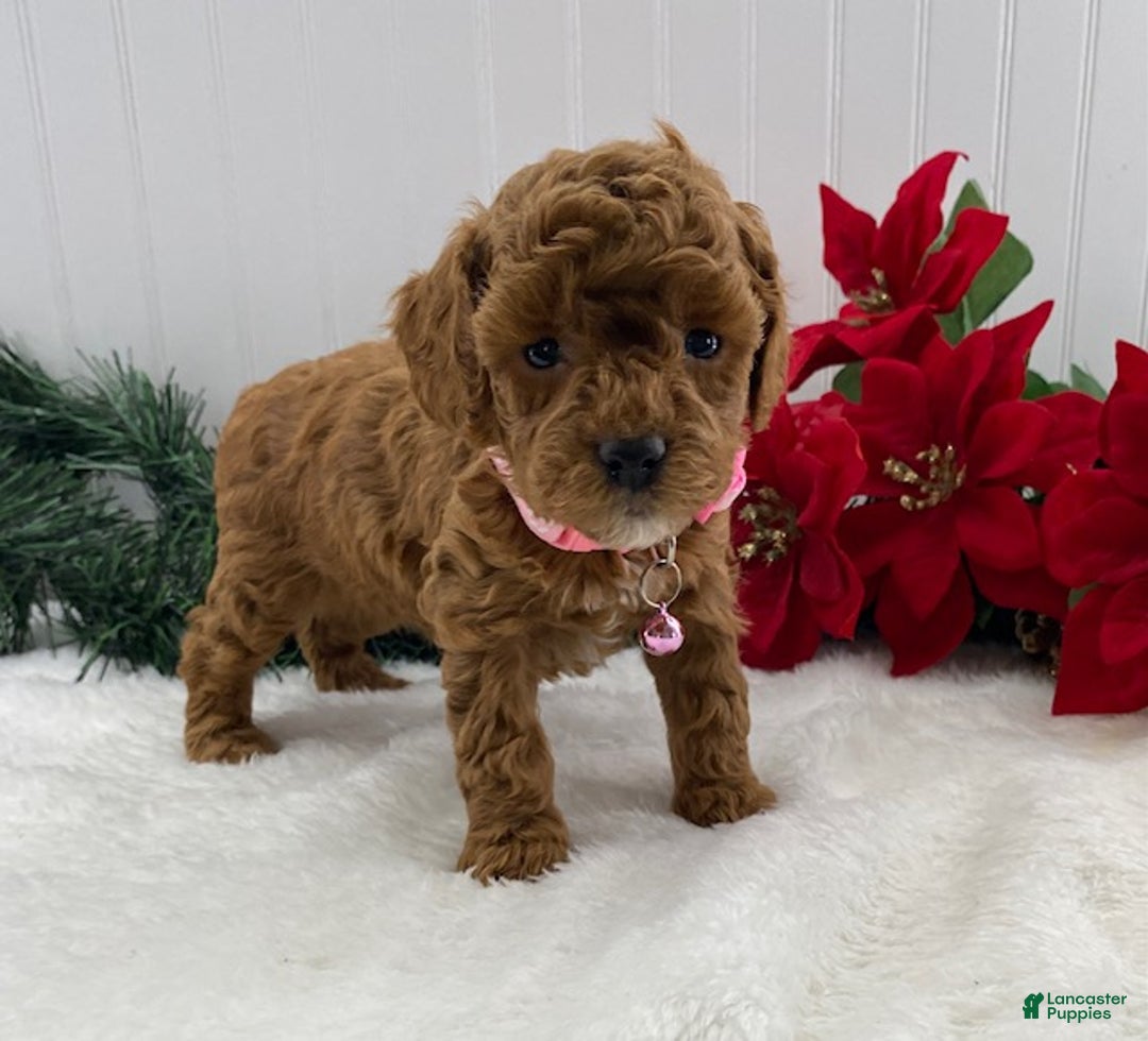 Toy Poodle dogs for sale: Tina - Ad 1