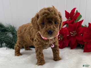 Toy Poodle dogs Tina - Ad 41