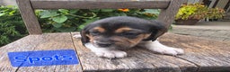 Beagle dogs for sale: Spots - Ad 4