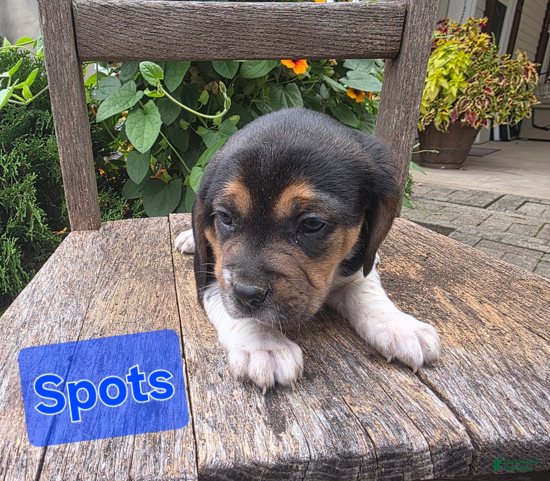 Beagle dogs for sale: Spots - Ad 4