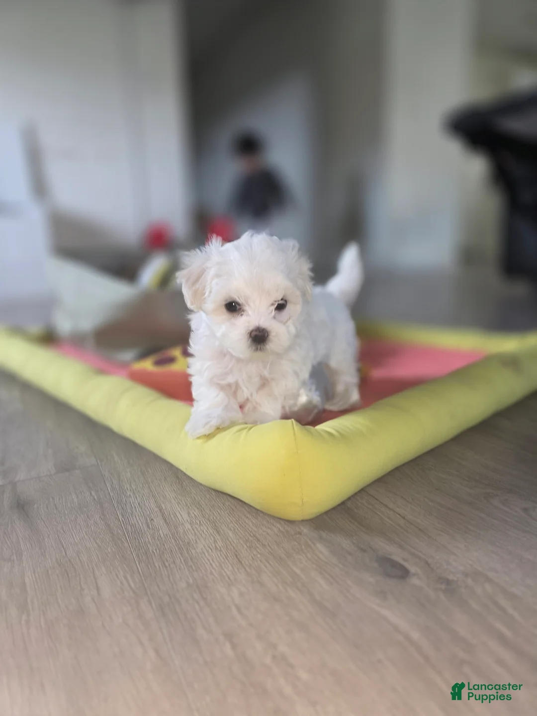 Maltese dogs for sale: 🐶 Female Maltese Puppy – Sweet, Playful & Petite - Ad 11