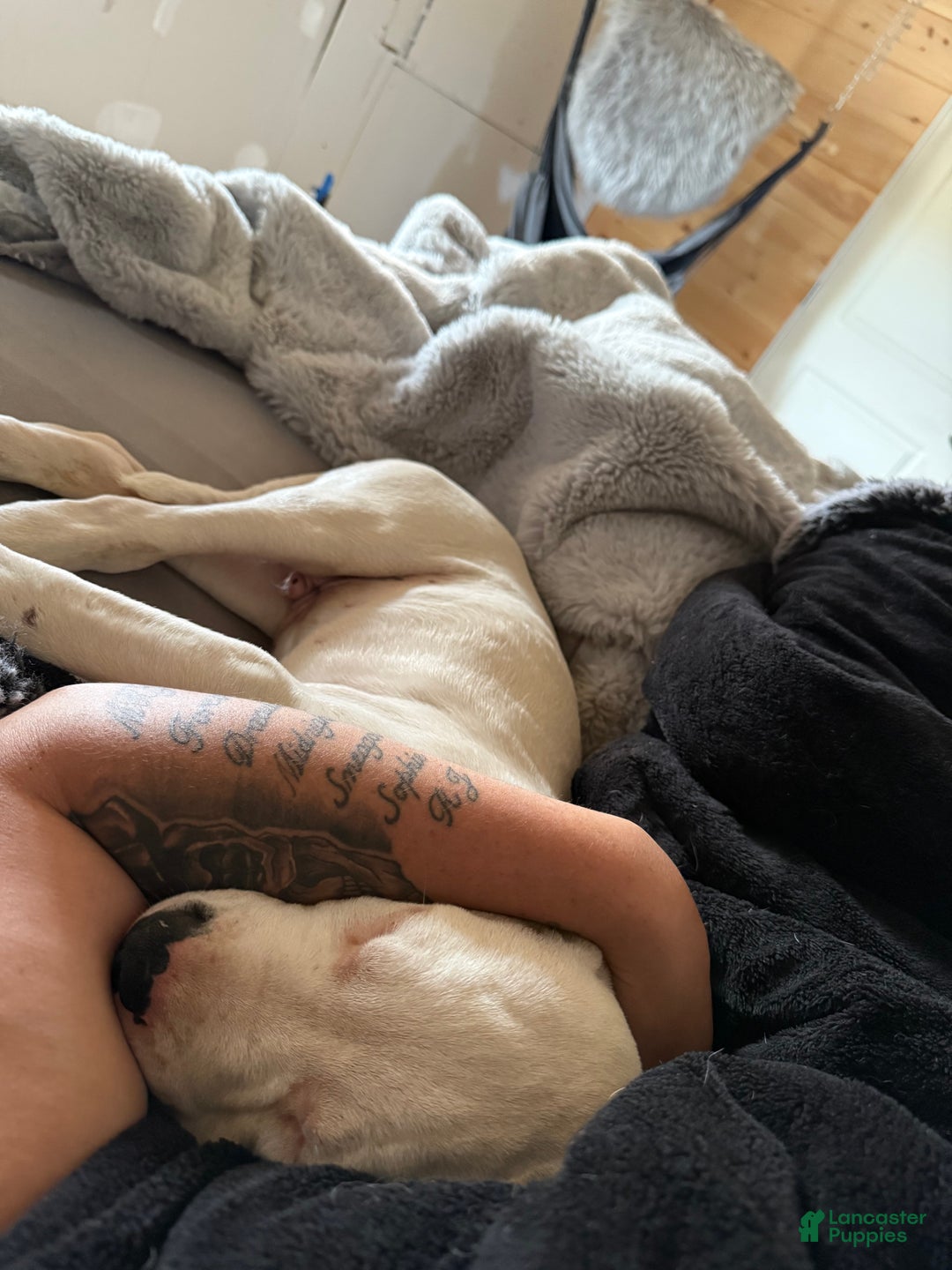 Dogo Argentino dogs for sale: Puppy M3 - Ad 11