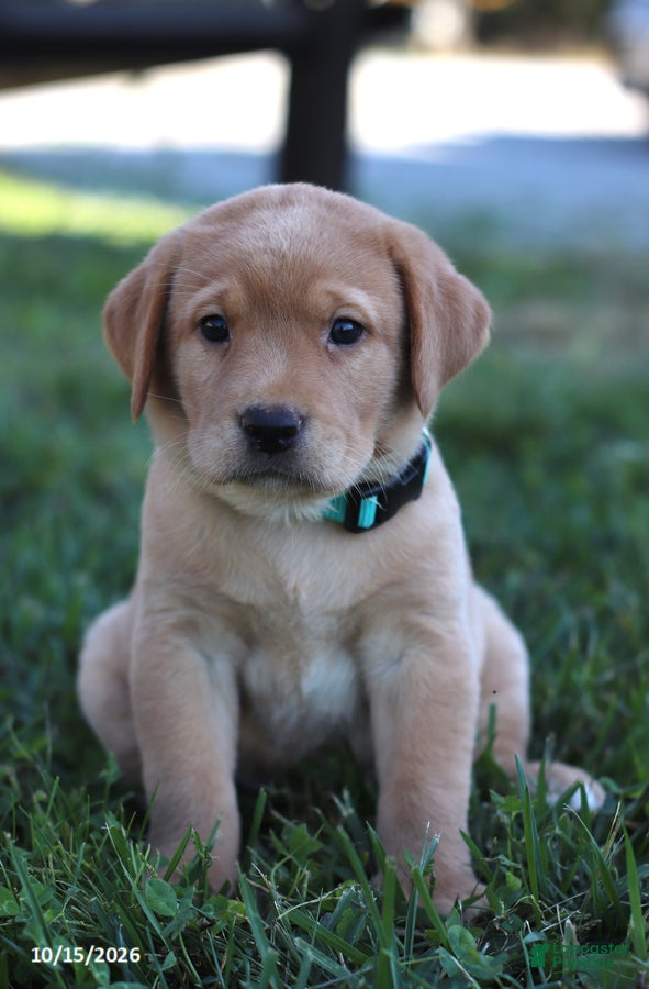 Labrador Retriever dogs Sandy - Ad 1