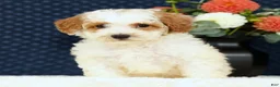 Bichpoo dogs for sale: Eric - Ad 3