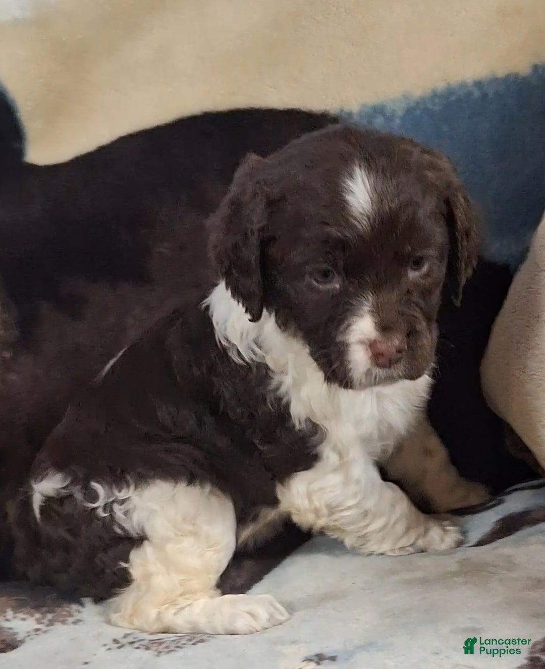 English Springer Spaniel dogs for sale: Buttercup  - Ad 2