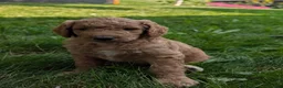 Goldendoodle dogs for sale: Annie  - Ad 14