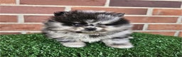 Pomeranian dogs for sale: Pomeranian Puppy 2 - Ad 3