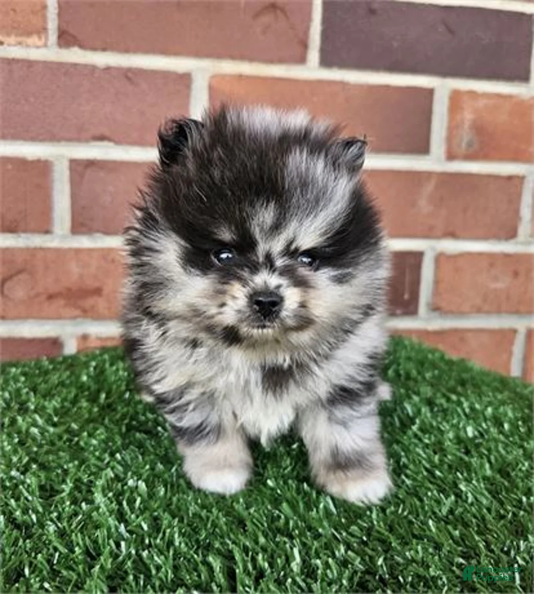 Pomeranian dogs for sale: Pomeranian Puppy 2 - Ad 3