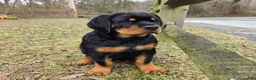 Rottweiler dogs for sale: Rottweiler Puppy 1 - Ad 4