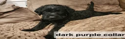 Labradoodle dogs for sale: Labradoodle dark purple collar - Ad 11