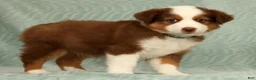 Australian Shepherd dogs for sale: Cooper - Ad 4