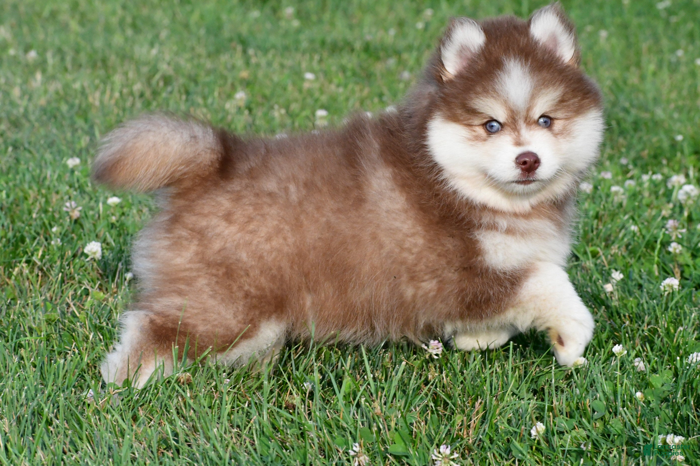 Pomsky dogs Prince - Ad 1