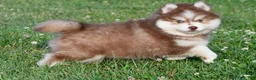 Pomsky dogs for sale: Prince - Ad 9