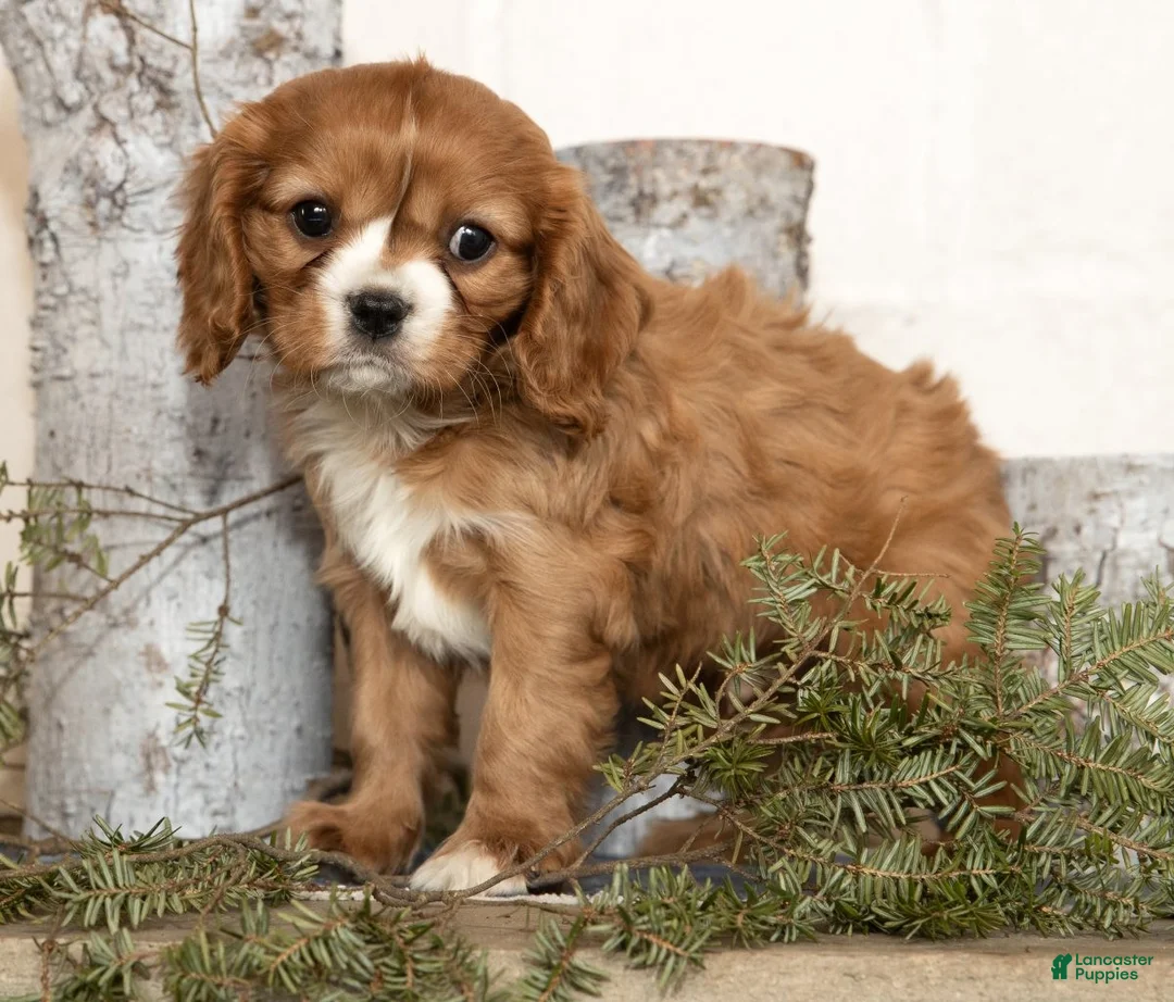 Cavalier King Charles Spaniel dogs for sale: Dakota - Ad 5