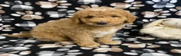 Goldendoodle dogs for sale: Max- genetic clear parents - Ad 2
