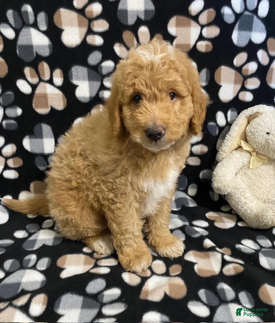 Goldendoodle dogs for sale: Max- genetic clear parents - Ad 2