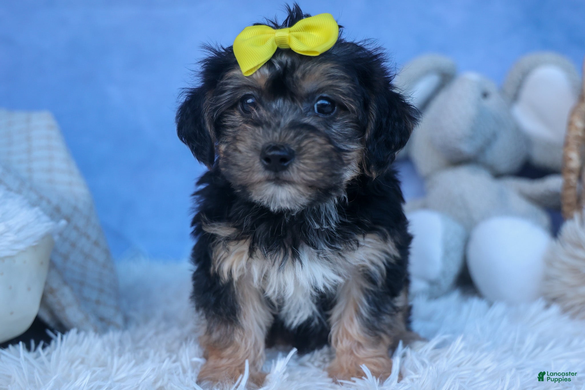 Yochon dogs MILO - Ad 1