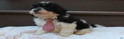 Miniature Poodle dogs for sale: Milo - Ad 6