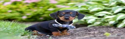 Miniature Dachshund dogs for sale: Rascal - Ad 3