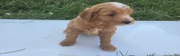 Cavapoo dogs for sale: Scout - Ad 8