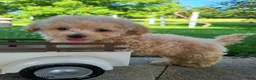 Bichpoo dogs for sale: Lincoln - Ad 4