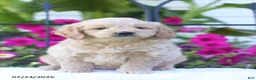Mini Goldendoodle dogs for sale: Judy - Ad 1