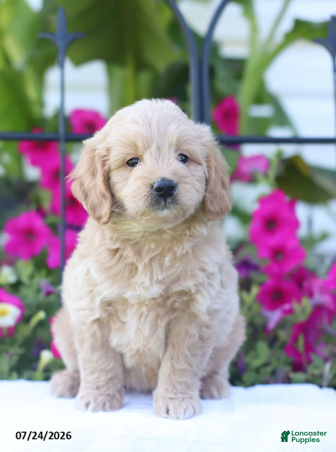 Mini Goldendoodle dogs for sale: Judy - Ad 1