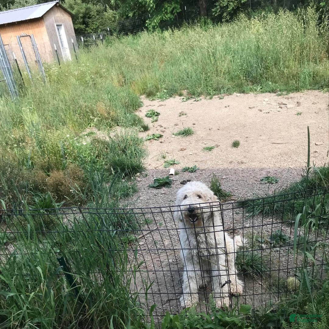 Standard Poodle dogs Riley - Ad 29