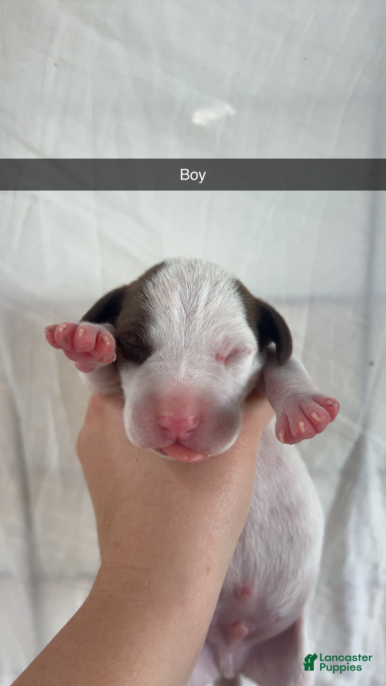 Mixed Breed dogs Mixed Breed 1 - Ad 36