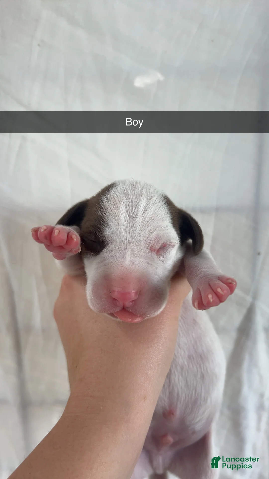 Mixed Breed dogs for sale: Mixed Breed 1 - Ad 1