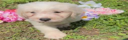 Mini Goldendoodle dogs for sale: Kristoff - Ad 5