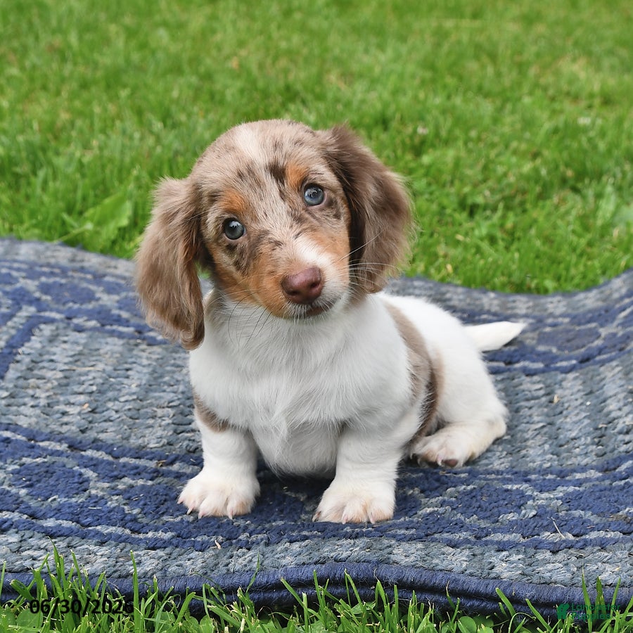 Miniature Dachshund dogs Butch - Ad 1