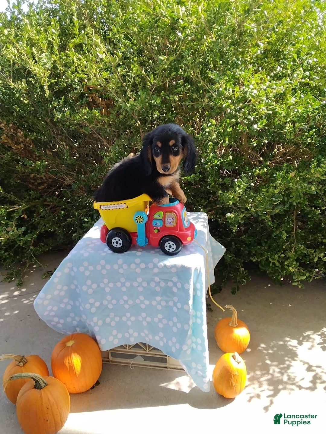 Miniature Dachshund dogs for sale: Lucky - Ad 3
