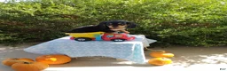 Miniature Dachshund dogs for sale: Lucky - Ad 1