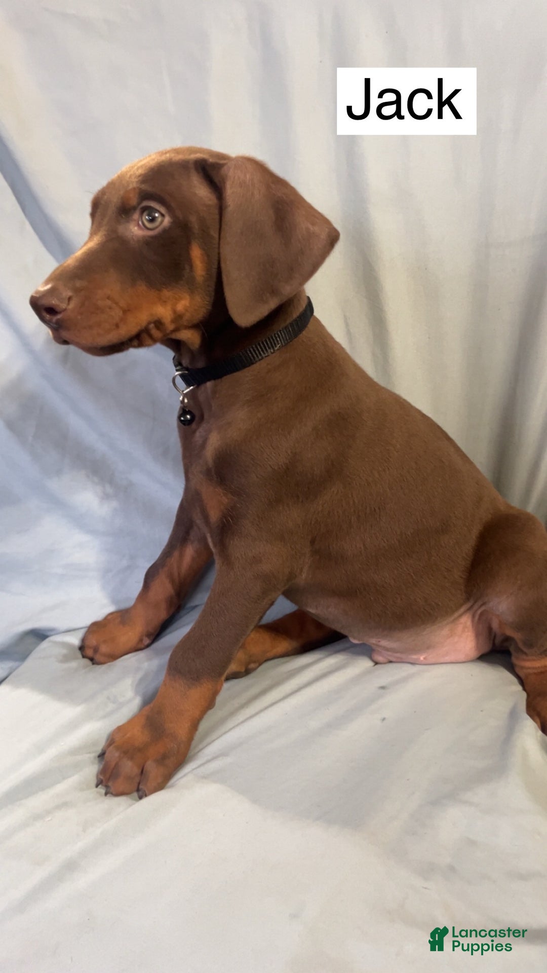 Doberman Pinscher dogs for sale: Castiel - Ad 7