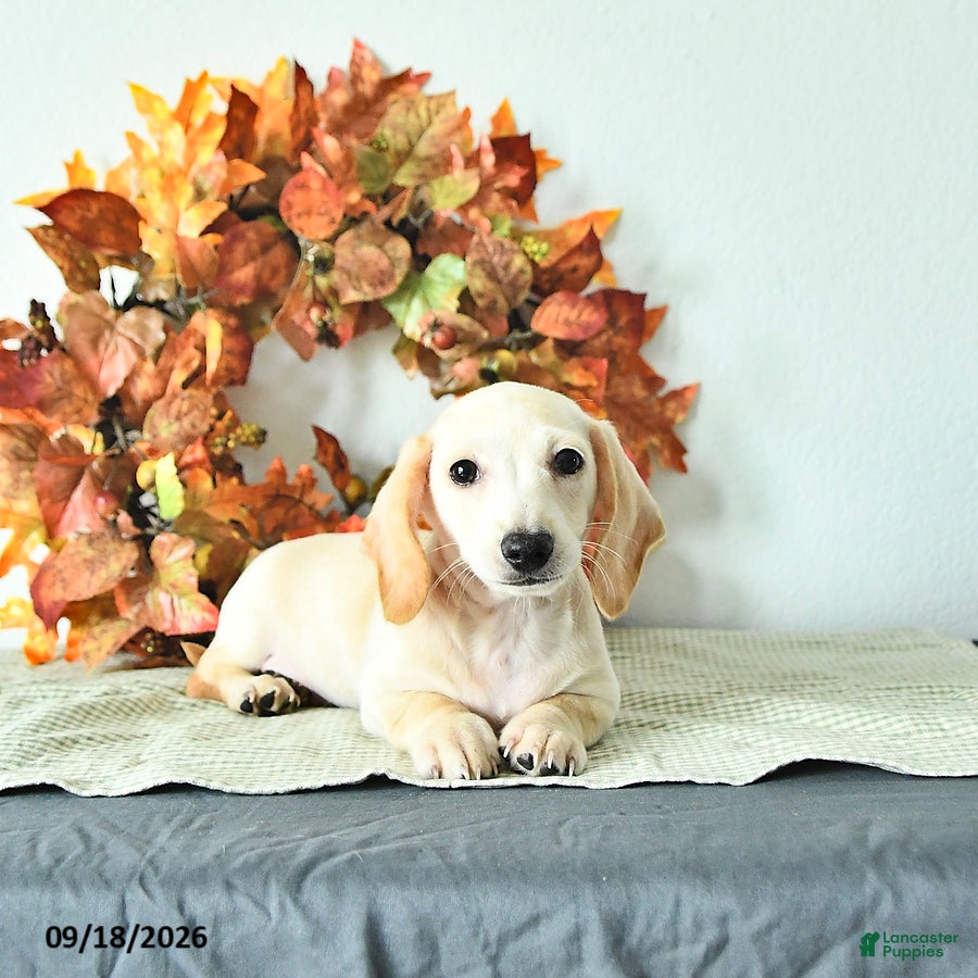 Miniature Dachshund dogs Milo - Ad 1