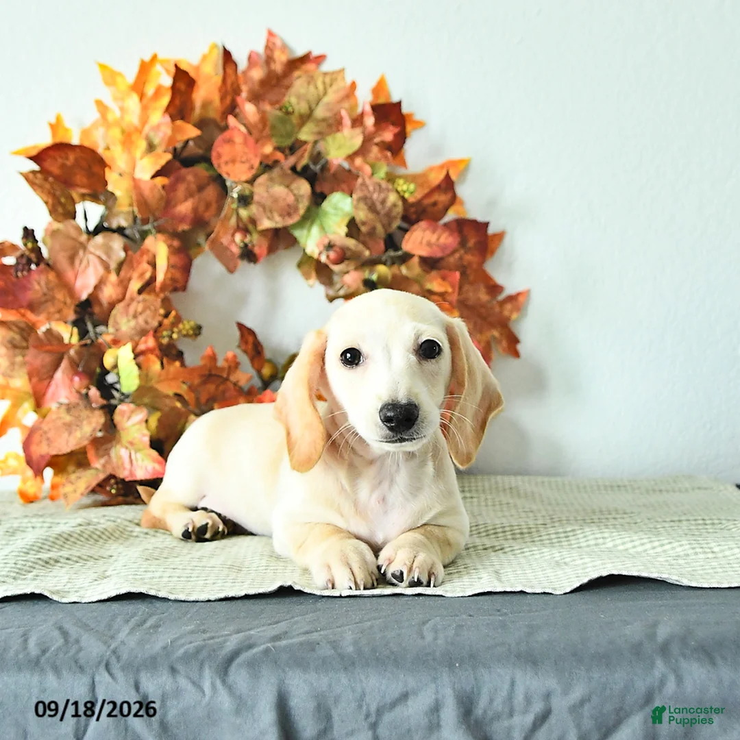 Miniature Dachshund dogs for sale: Milo - Ad 1