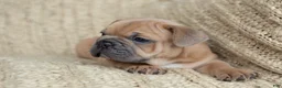 French Bulldog dogs for sale: Pauly AKC - Ad 5