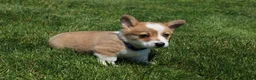 Welsh Corgi Pembroke dogs for sale: Ace - Ad 5