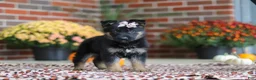 German Shepherd dogs for sale: Molly - Ad 4