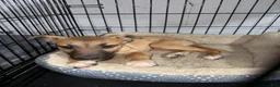 Belgian Malinois dogs for sale: Belgian Malinois 1 - Ad 5