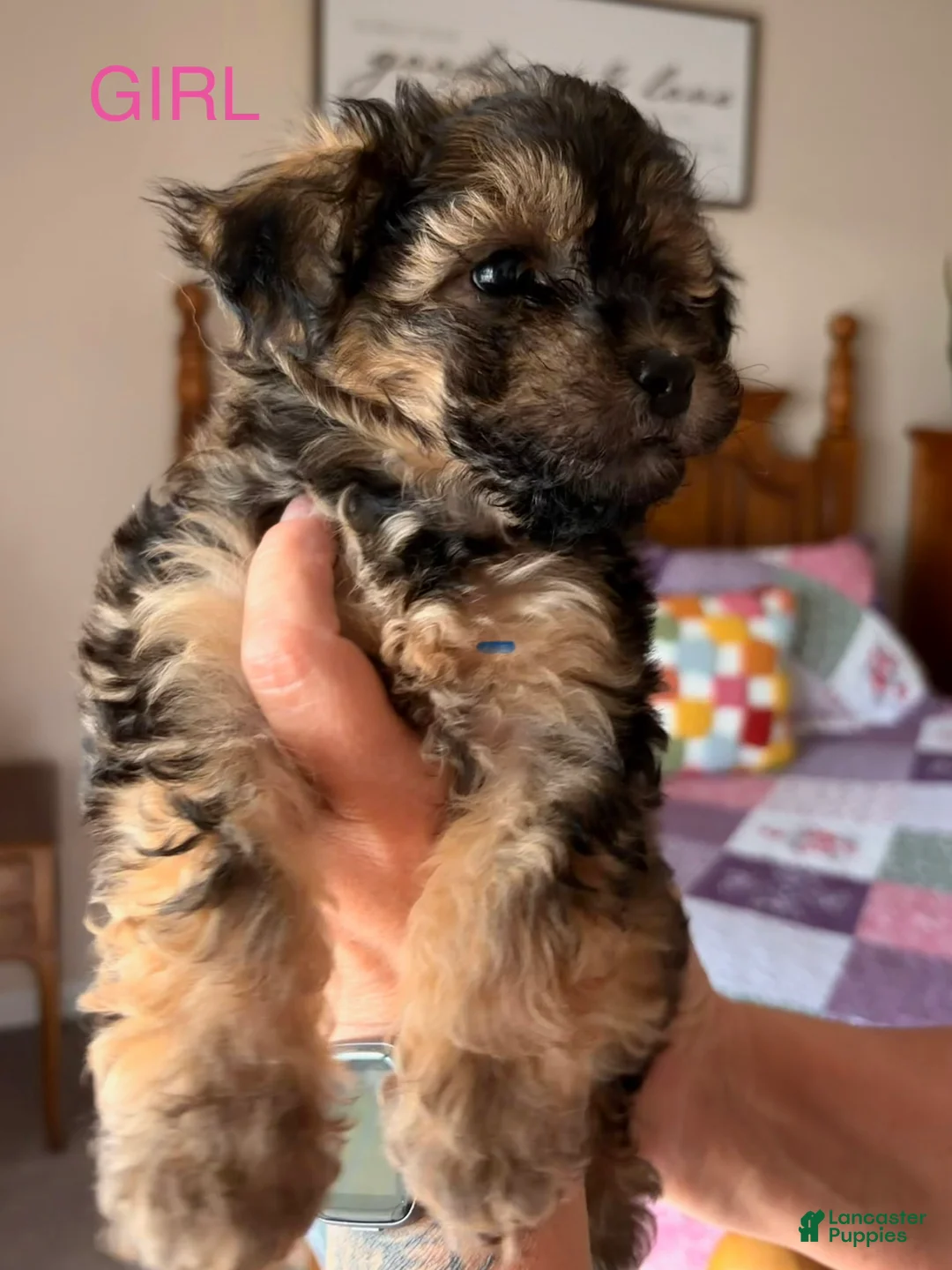 Mixed Breed dogs for sale: Mixed Breed Puppy 3 - Ad 2