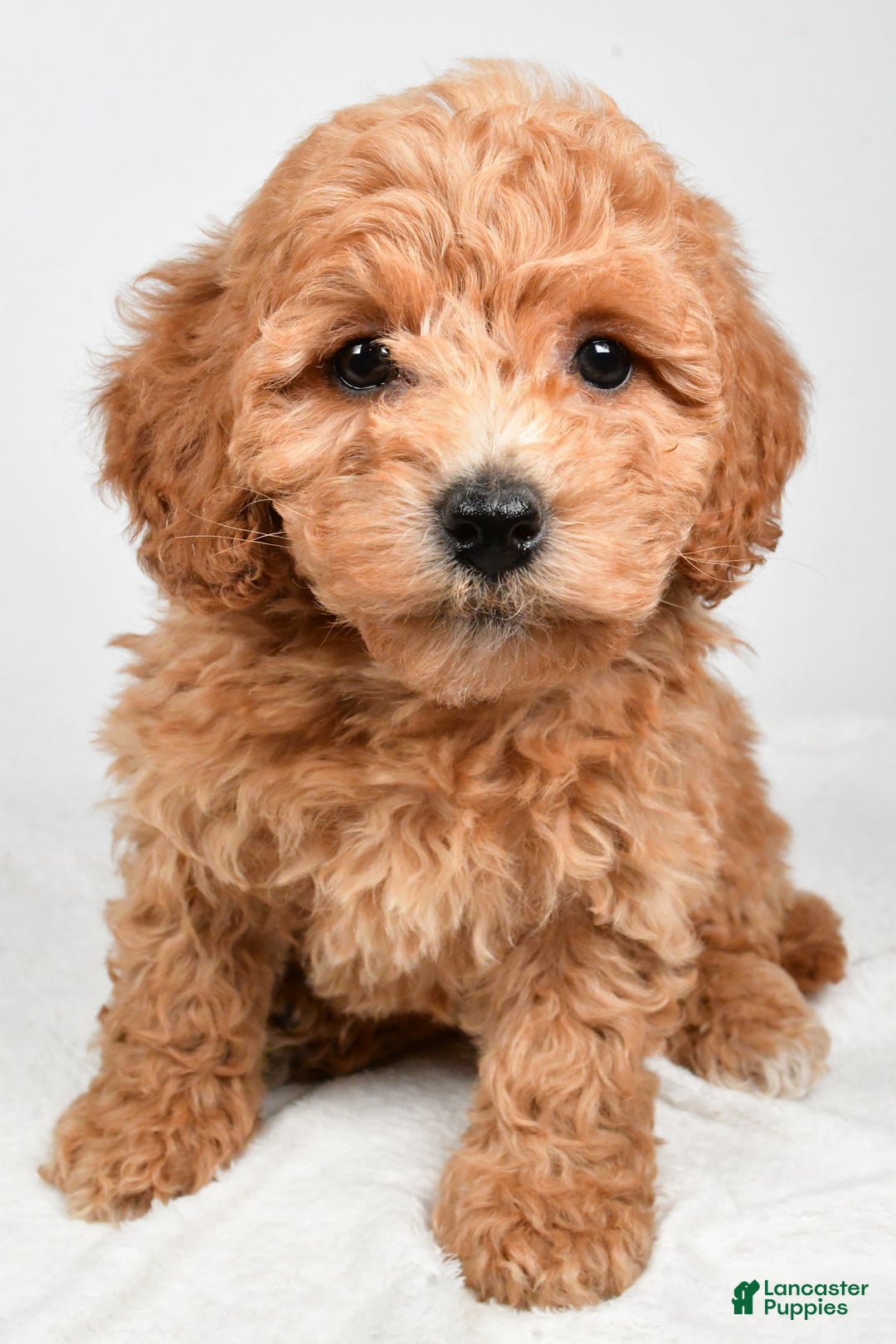 Bichpoo dogs for sale: Buffy - Ad 2