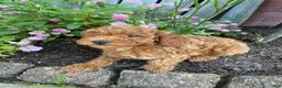 Miniature Poodle dogs for sale: Ruby - Ad 11