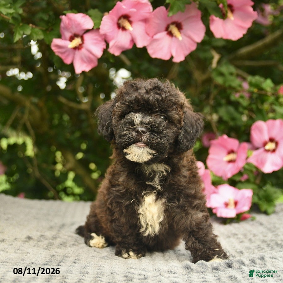 Mixed Breed dogs Audrey  - Ad 2