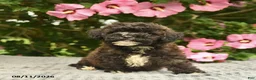 Mixed Breed dogs for sale: Audrey  - Ad 2