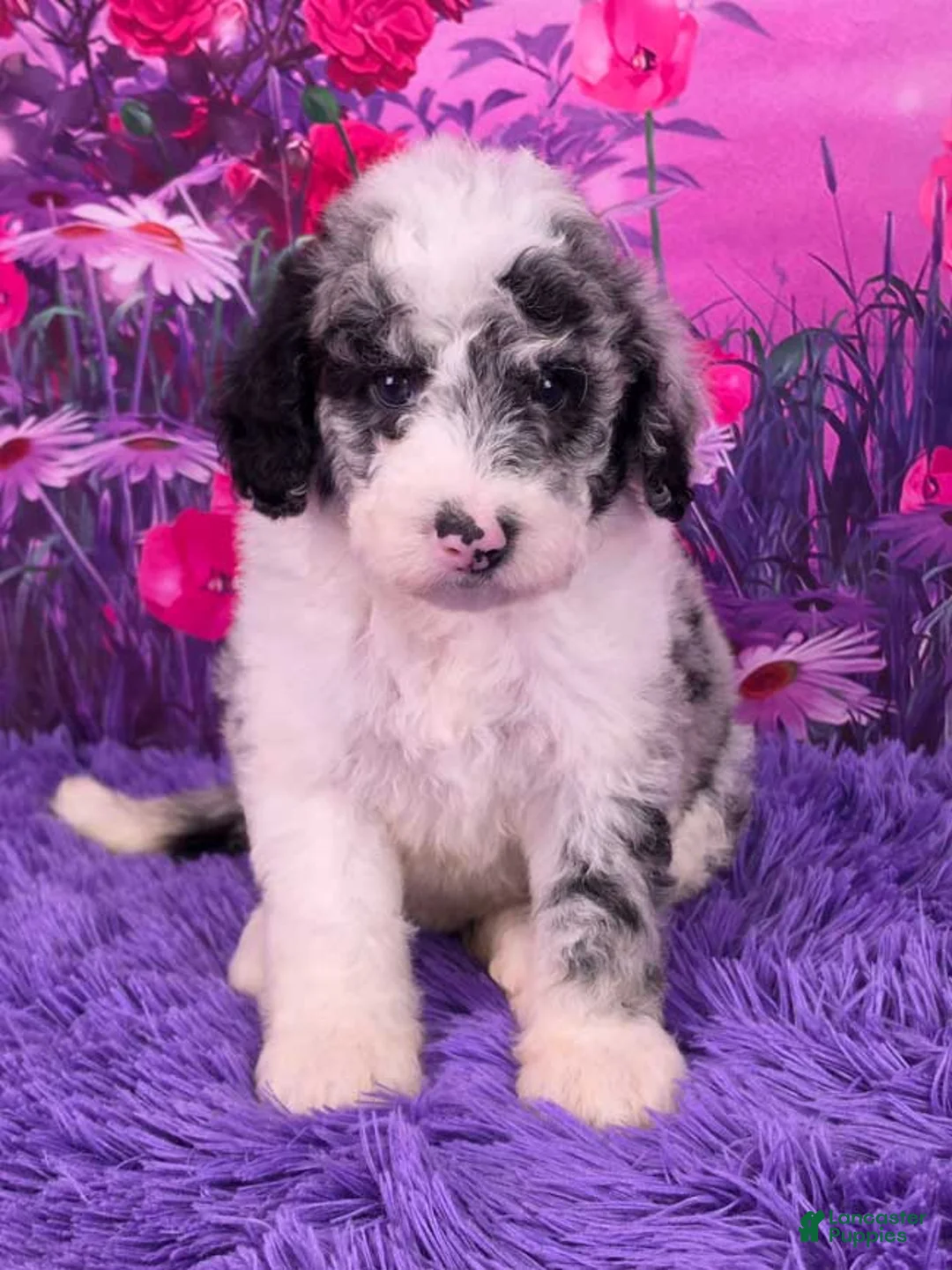 Mini Sheepadoodle dogs for sale: Saria - Ad 1