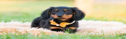 Miniature Dachshund dogs for sale: Domino - Ad 8